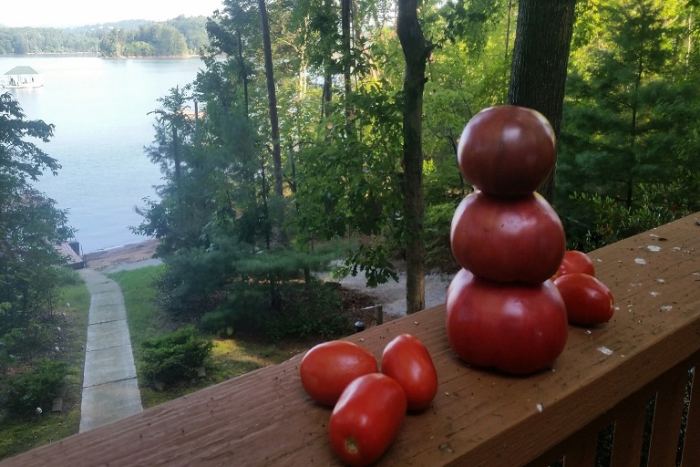 pomidor koktajlowy uprawa pomidory na poręczy