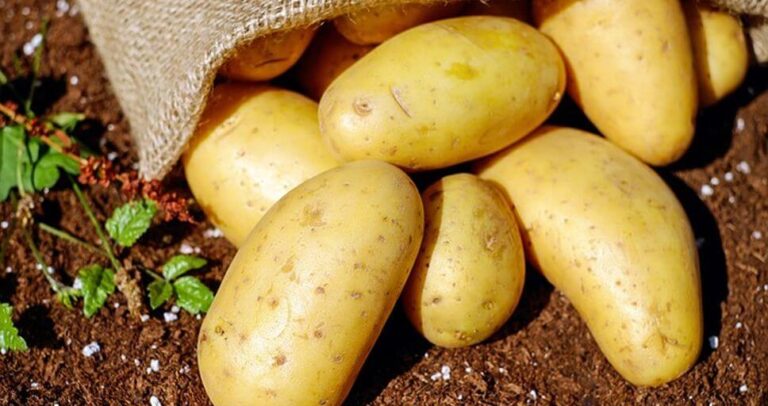 uprawa ziemniaka