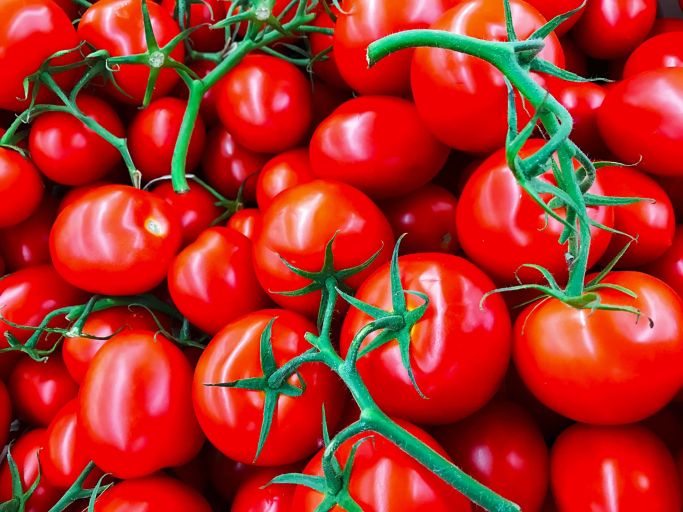 pomidory pochodzenie
