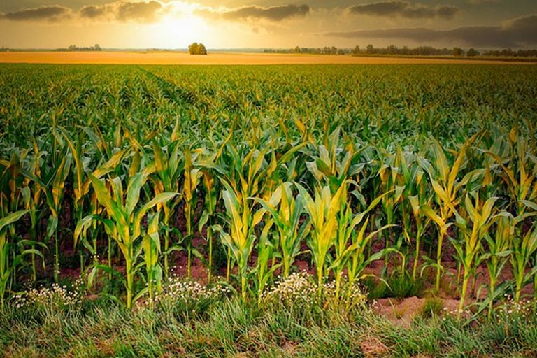 uprawa kukurydzy
