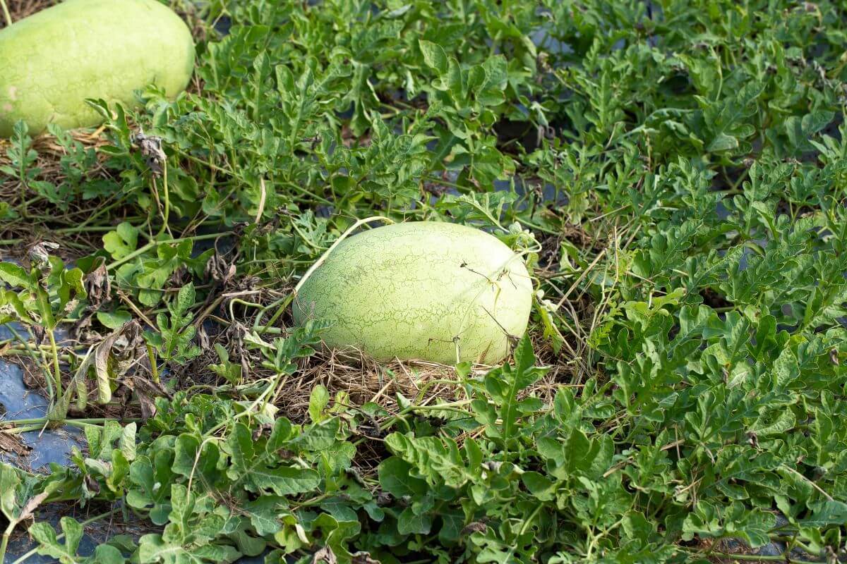 arbuz uprawa niedojrzały arbuz w polu