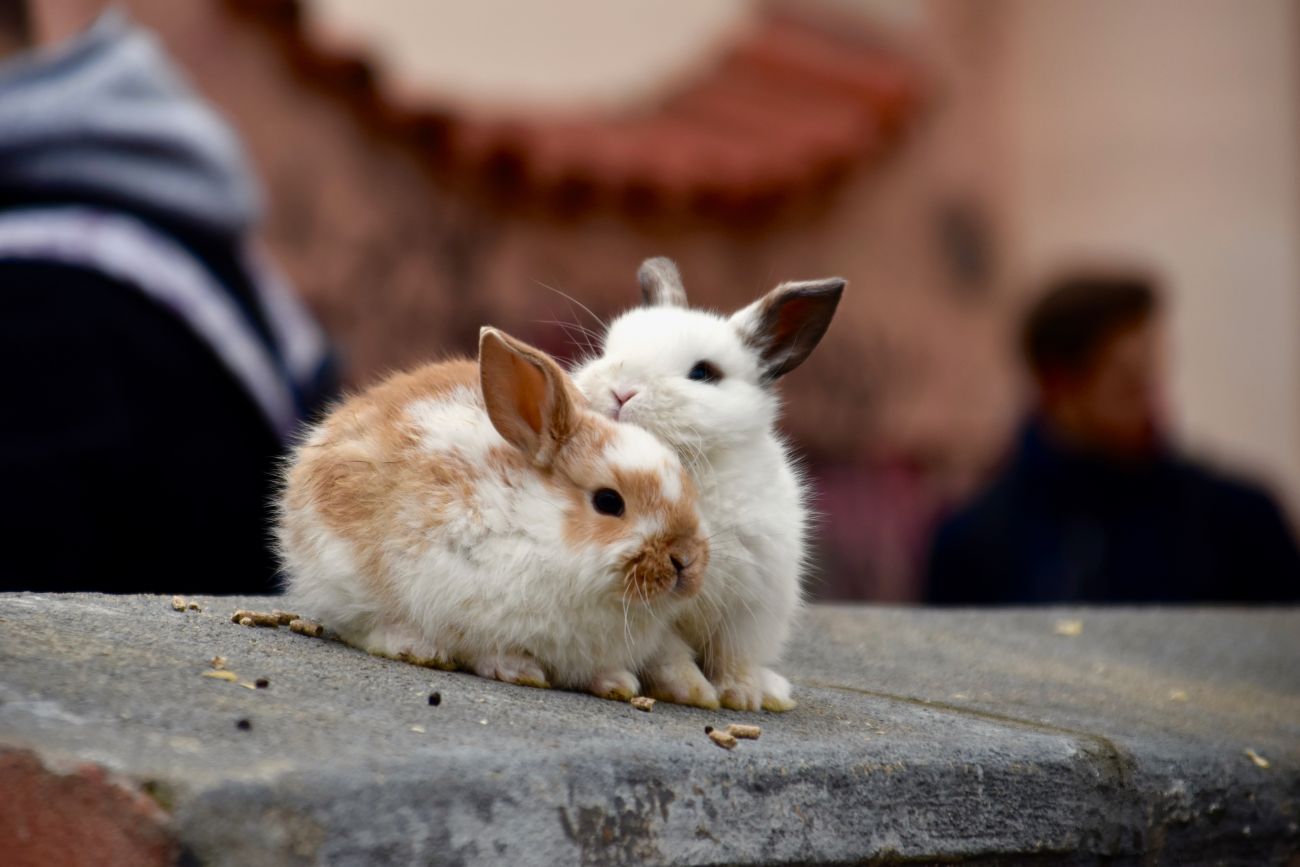 które króliki najlepiej hodować przegląd ras królików