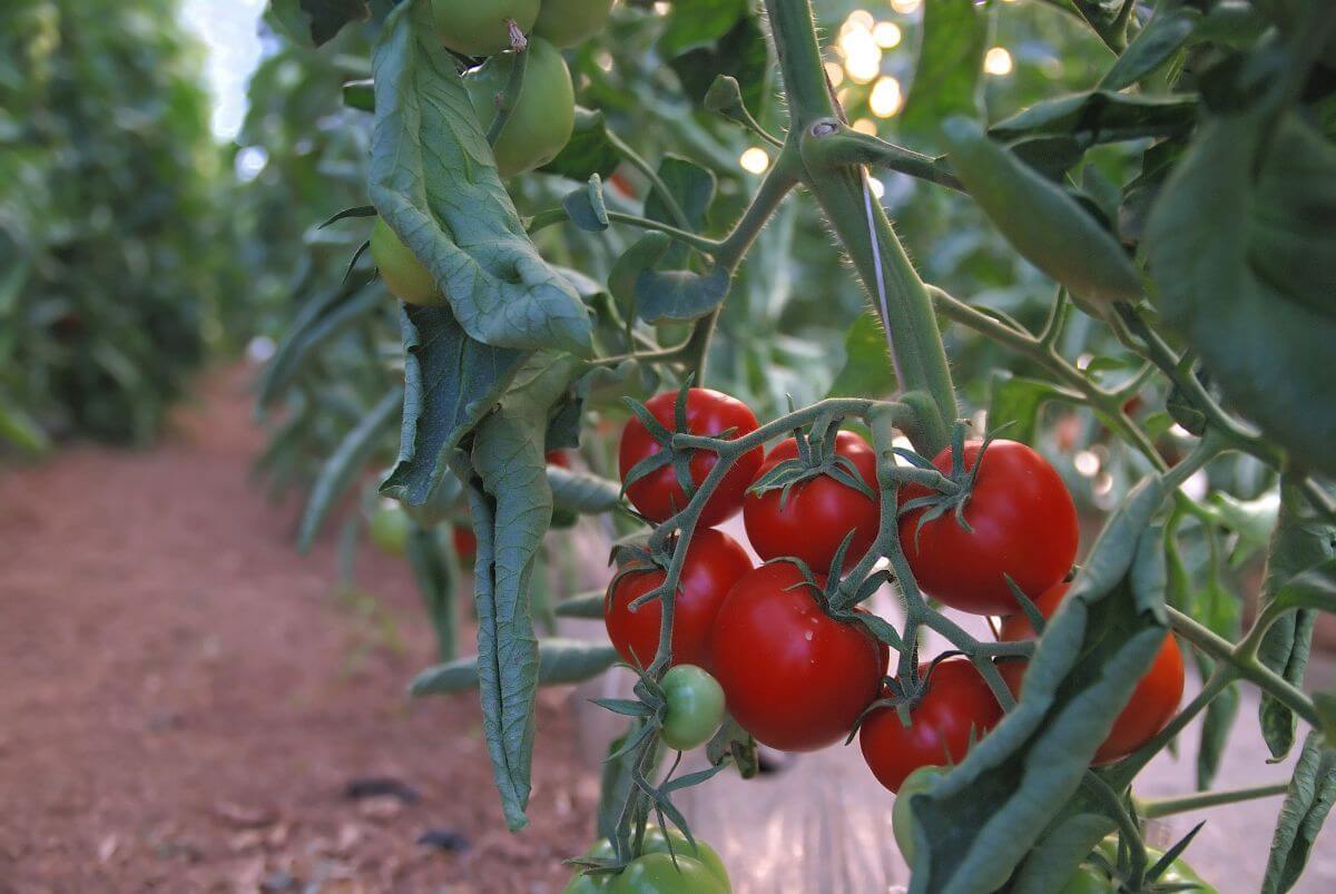 uprawa pomidorów w szklarni pomidory na kiści
