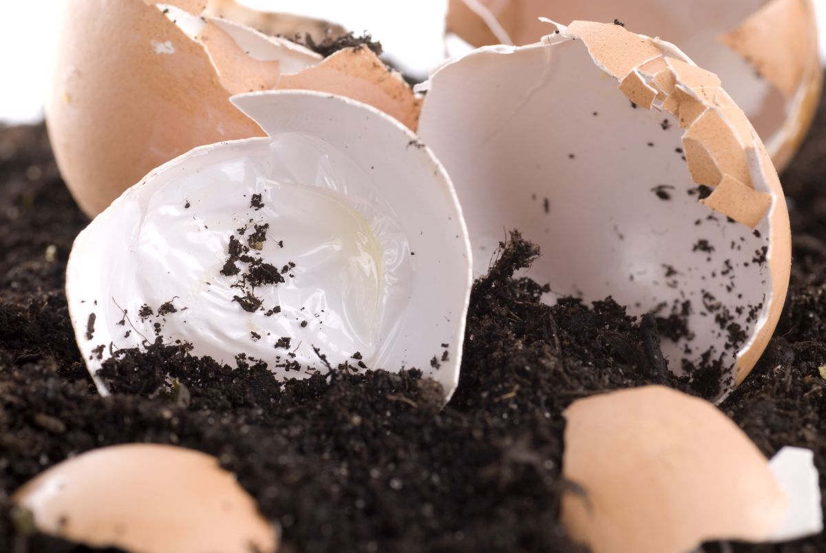 domowy nawóz do truskawek kompost skorupki jaj