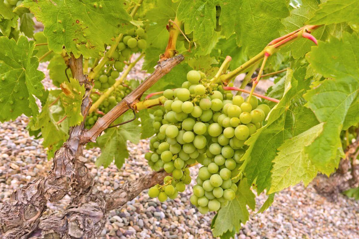 nawożenie winogron białe winogrona