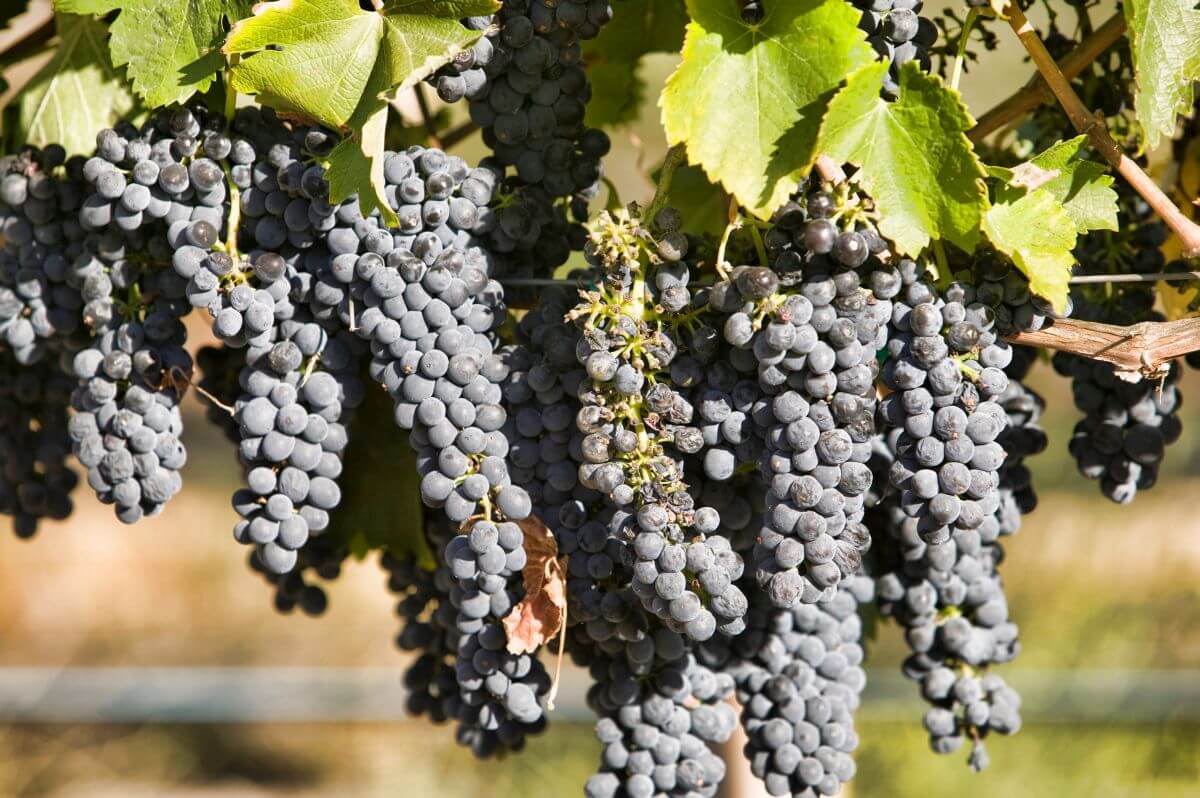 nawożenie winogron wiszące kiście