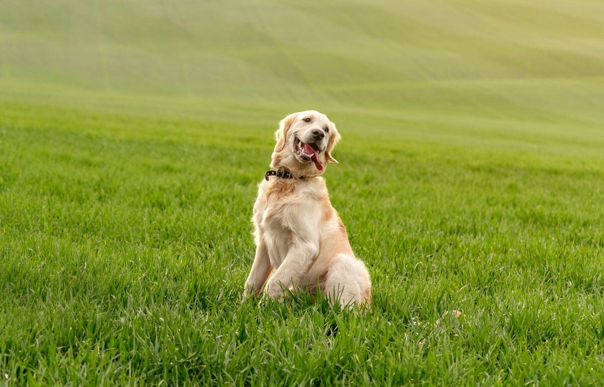 pies zjadł nawóz do trawy pies siedzący na trawie