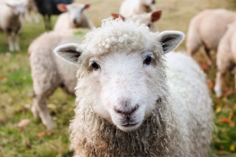 choroby owiec