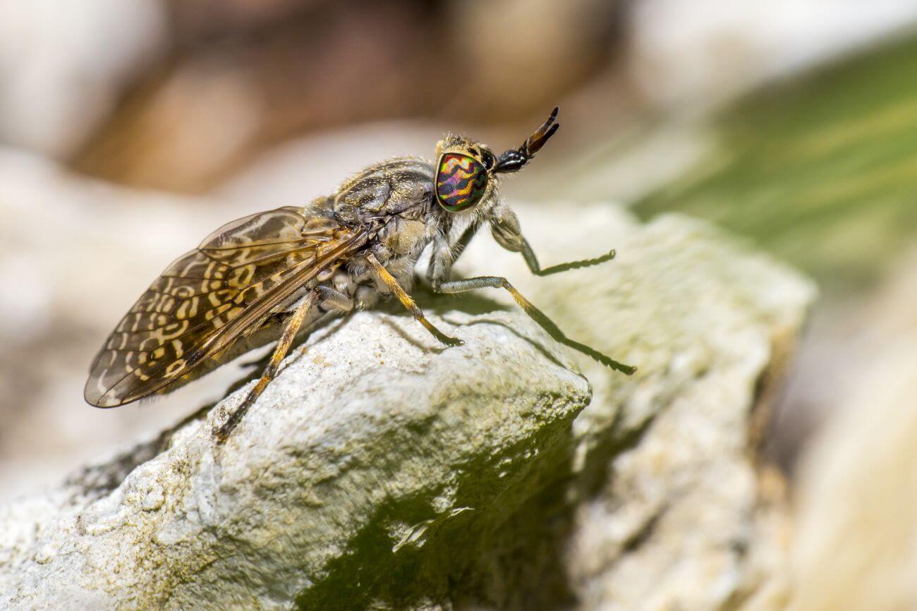 Giez, mucha końska, bąk bydlęcy i jusznica deszczowa owad atakujący