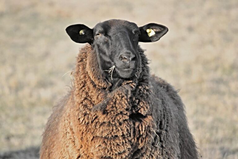 kolczykowanie owiec