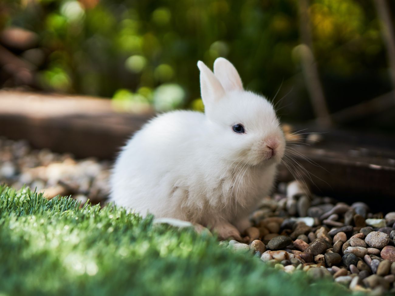 podział popularnych ras królików hodowlanych