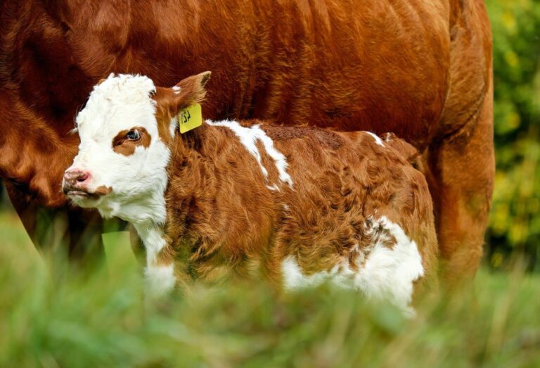poród u krowy