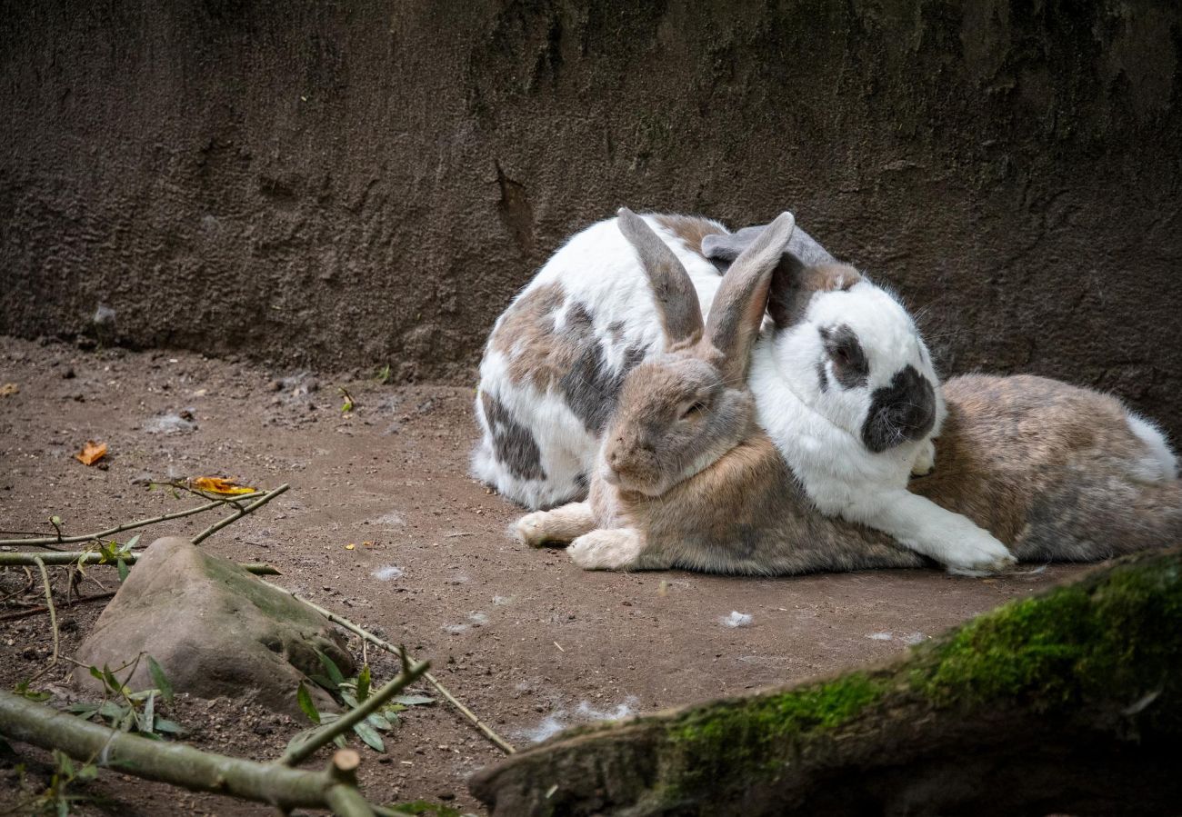 rasy królików dużych baran francuski oblrzym belgijski olbrzym srokacz