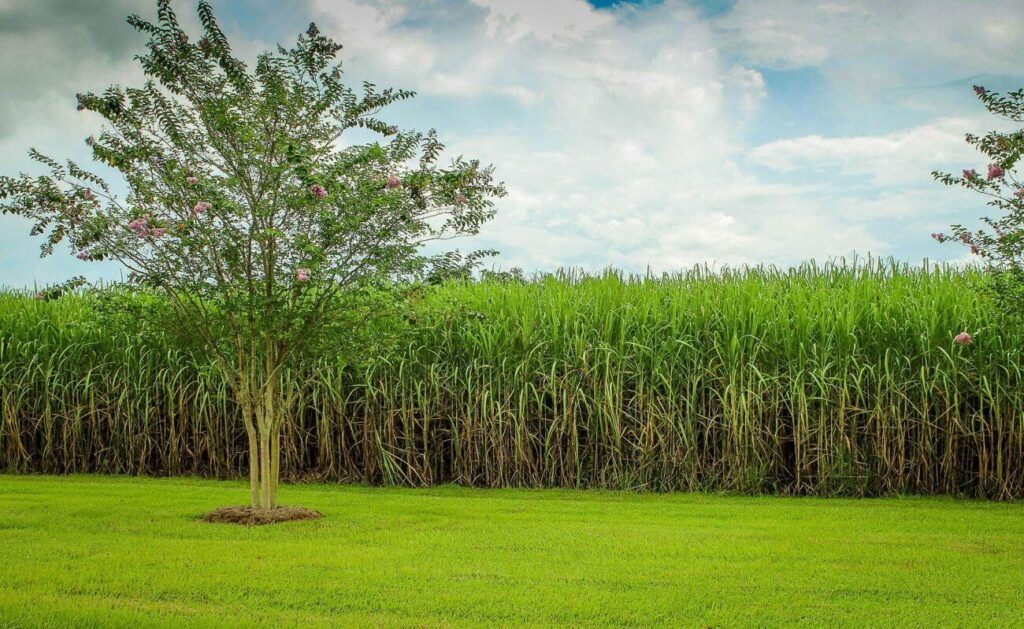 Czlowiek Jest Tylko Trzcina Najwatlejsza W Przyrodzie Trzcina cukrowa – czym jest cukrowiec lekarski? | Agropedia