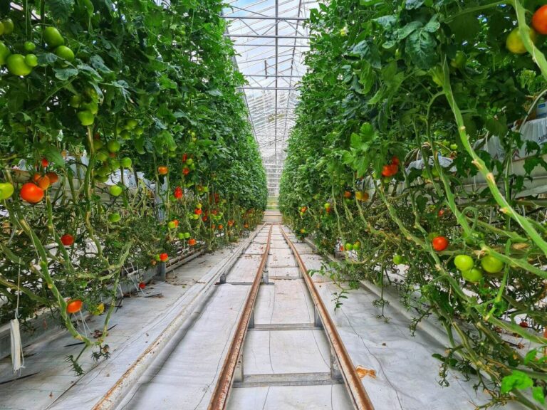 jak przyspieszyć dojrzewanie pomidorów w szklarni