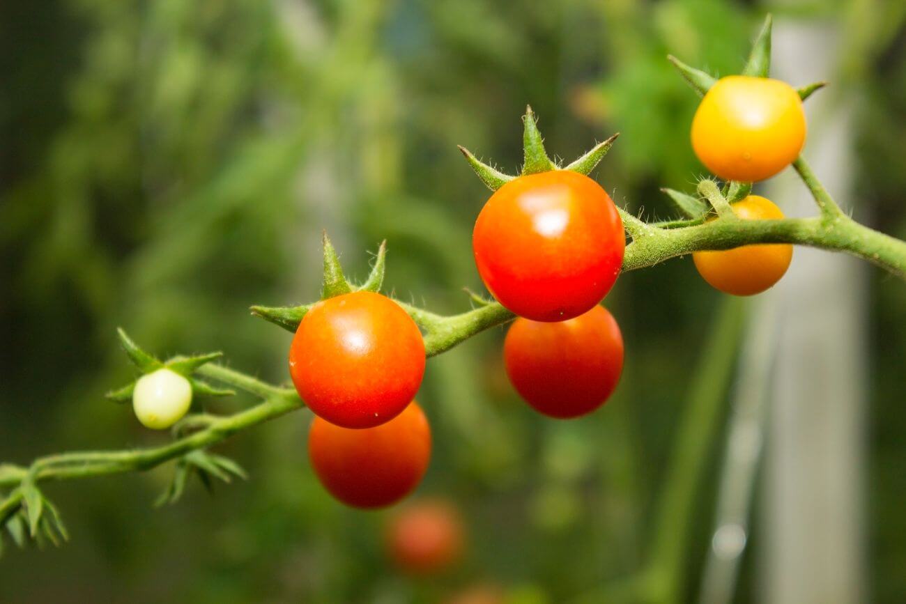 Oprysk Na Pomidory Z Drozdzy I Mleka Oprysk z drożdży i mleka na pomidory – jak go przygotować?- Agropedia
