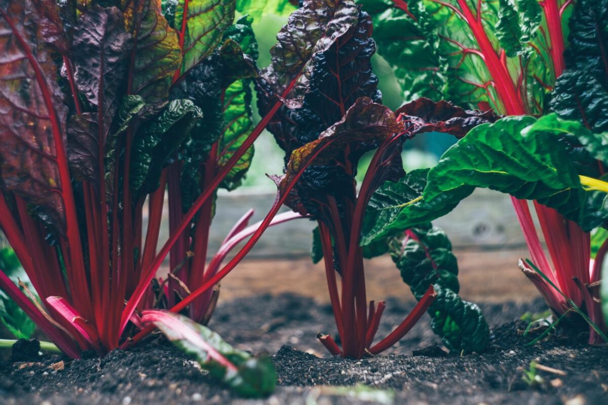 Rośliny Jednoliścienne Przykłady Rośliny okopowe - uprawa, charakterystyka, przykłady - Agropedia