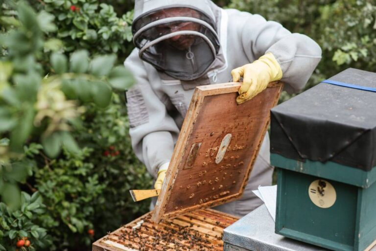 dotacje dla pszczelarzy 2022