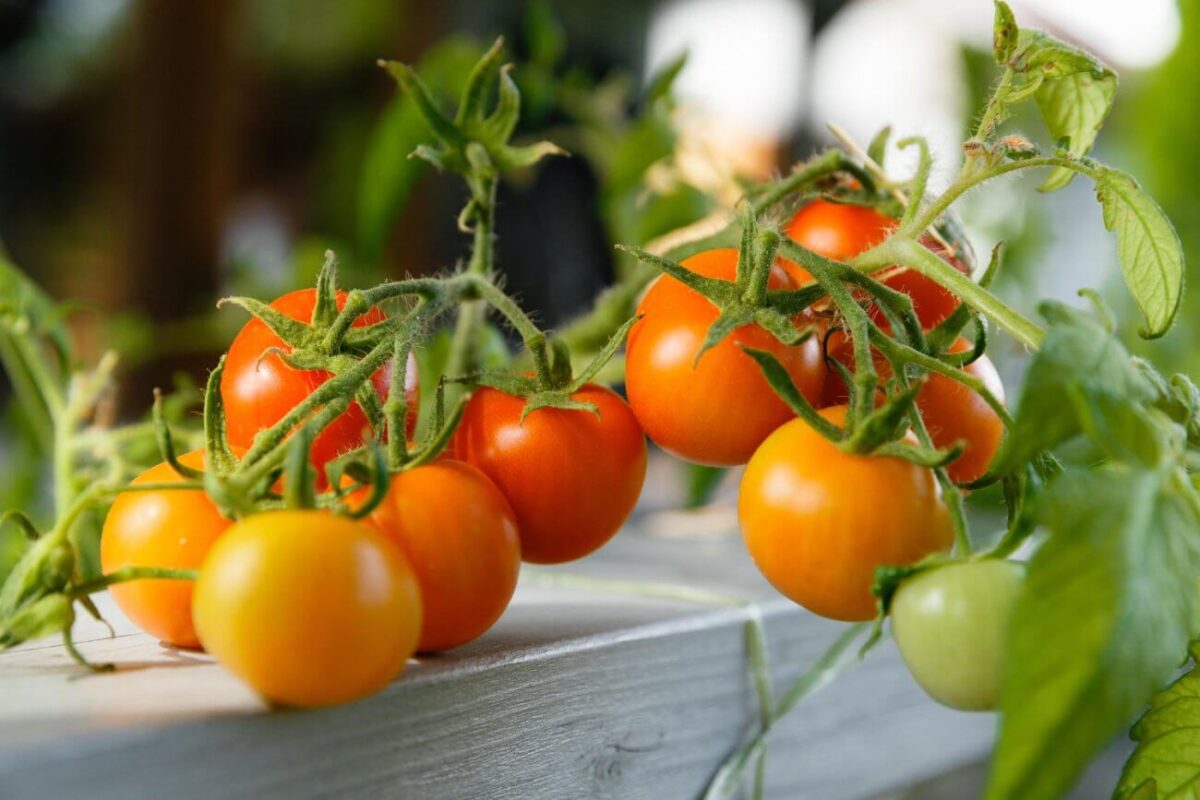 Oprysk Na Pomidory Z Drozdzy Oprysk z pokrzywy na pomidory — zalety eko rozwiązania